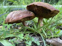 Aureoboletus innixus