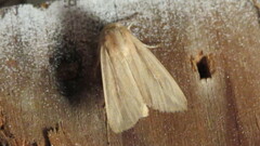 Leucania phragmitidicola