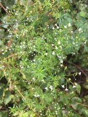 Galium mexicanum