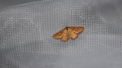 Idaea serpentata
