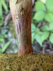 Aureoboletus innixus