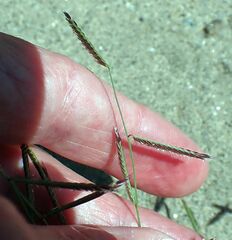 Bouteloua barbata barbata