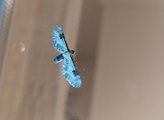 Eupithecia centaureata
