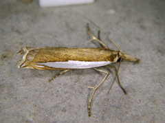 Crambus watsonellus