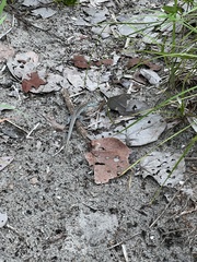 Aspidoscelis sexlineatus