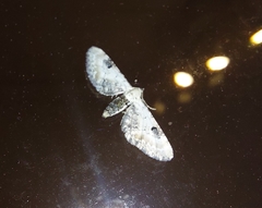 Eupithecia centaureata