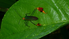 Anisoscelis foliaceus