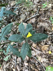 Aureolaria virginica