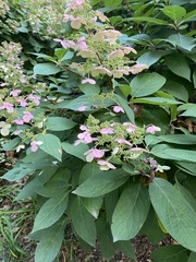 Hydrangea