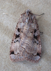 Xestia normanianus
