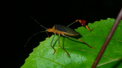 Anisoscelis foliaceus