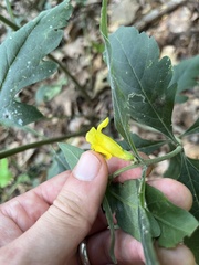 Aureolaria virginica