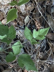 Rubus ursinus