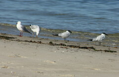 Chroicocephalus novaehollandiae