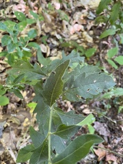 Aureolaria virginica