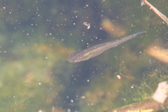 Poeciliidae