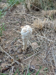 Podaxis