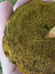 Aureoboletus innixus