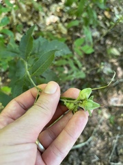 Aureolaria virginica
