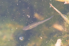Poeciliidae