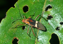 Hypselonotus interruptus