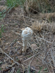 Podaxis