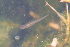 Poeciliidae