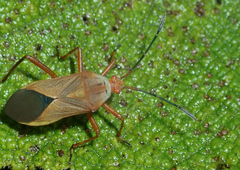 Hypselonotus orientalis