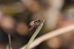 Brachygastra lecheguana