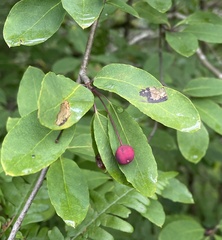 Ilex mucronata