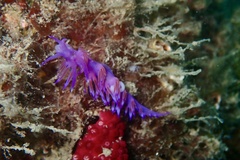 Flabellina affinis