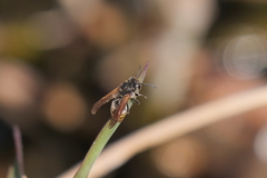 Brachygastra lecheguana