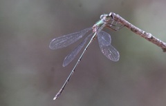 Chalcolestes parvidens