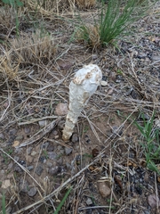 Podaxis