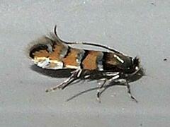 Chrysaster ostensackenella