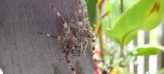 Larinioides sclopetarius