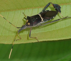 Leptoglossus zonatus