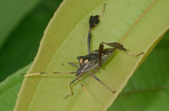 Leptoglossus zonatus