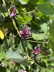 Pueraria montana
