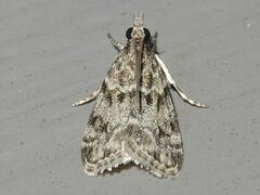Eudonia heterosalis