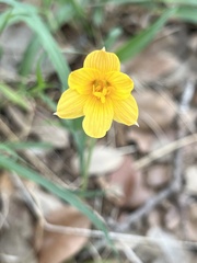 Zephyranthes tubispatha