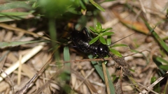 Gryllus campestris