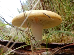 Russula claroflava