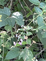 Desmodium paniculatum