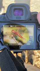 Libellula croceipennis