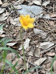 Zephyranthes tubispatha