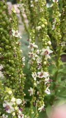 Verbascum nigrum