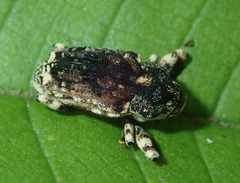 Cryptorhynchinae
