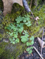 Adiantum pedatum