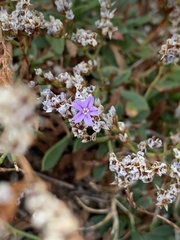 Limonium vulgare